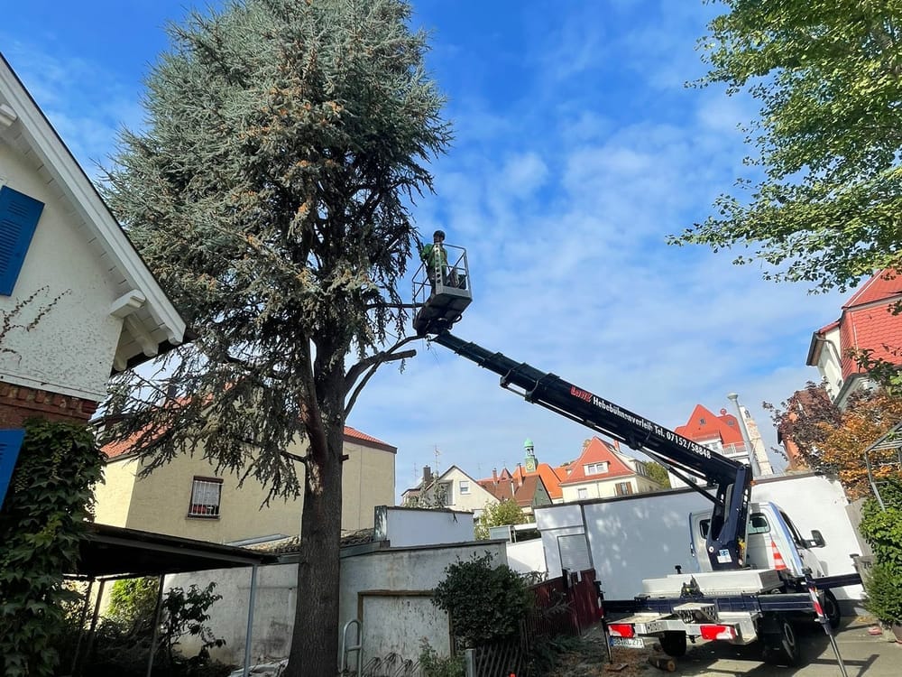 Baumfällung mit Hubarbeitsbühne an einem hohen Nadelbaum